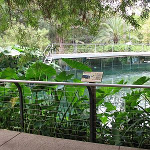 Lost Forest - Ituri Forest - Hippo Exhibit