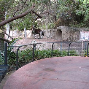 Lost Forest - Ituri Forest - Okapi Exhibit