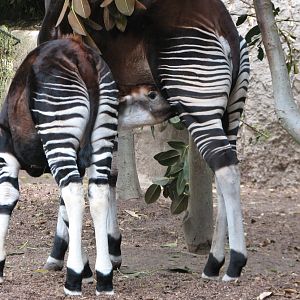 Lost Forest - Ituri Forest - Okapi