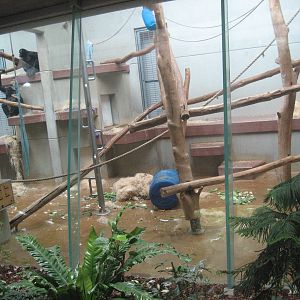 Wuppertal Zoo - Chimpanzee exhibit indoors