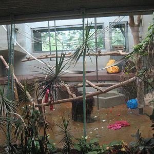 Wuppertal Zoo - Orangutan exhibit indoors