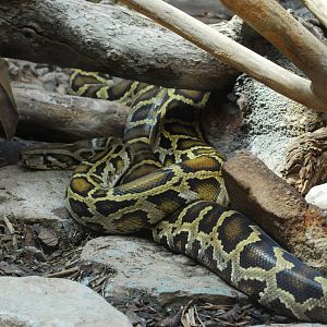 BURMESE PYTHON
