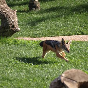 Black-Backed Jackals
