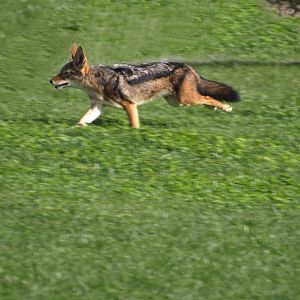 Black-Backed Jackals