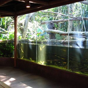 Proboscis Monkey exhibit
