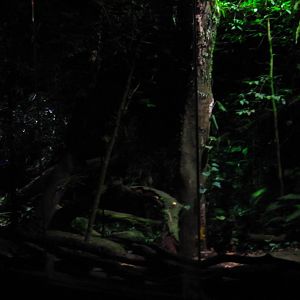 Sri Lankan Leopard exhibit