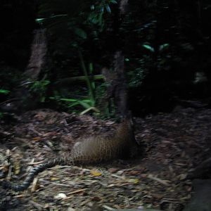 Sri Lankan Leopard