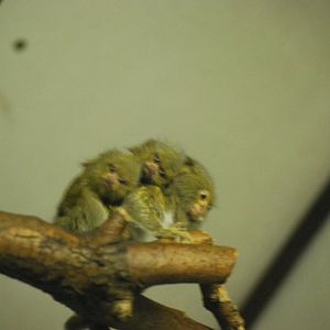 NEW BORN Gypmy Marmosets