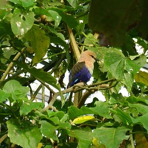 Blue bellied roller