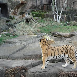 Amur tiger