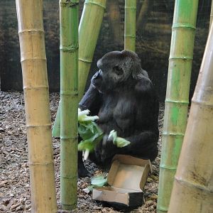 Western Lowland Gorilla