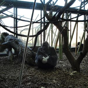 Westerm Lowland Gorilla