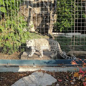 Snow Leopard