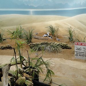 Shore bird exhibit