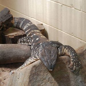 WHITE THROATED MONITOR