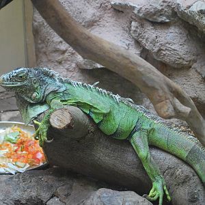 Green Iguana