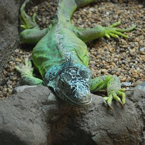 Green Iguana