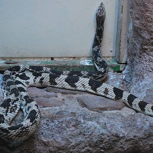 NORTHERN PINE SNAKE