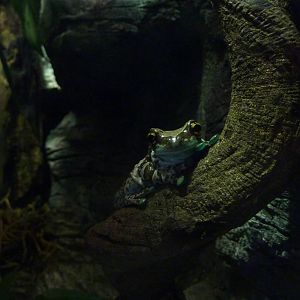 Mission golden-eyed tree frog