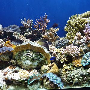 Giant clam tank