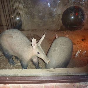 Aardvarks