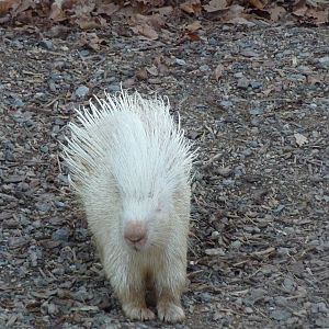 Albino porcupine