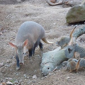 Aardvark and meerkats