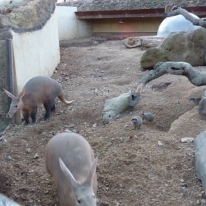 Aardvarks and meerkats