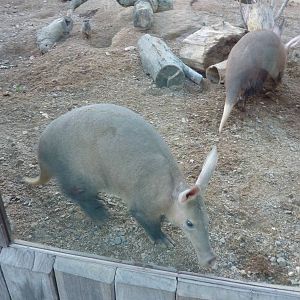 Aardvarks
