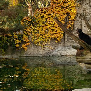Basel Zoo - Spectacled bears