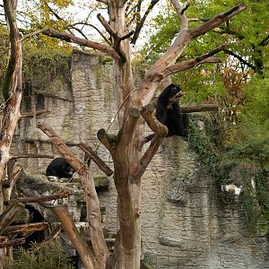 Basel Zoo - Spectacled bears