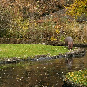 Basel Zoo -  Hippos