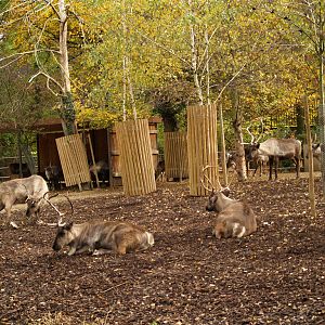 Basel Zoo - Reindeers
