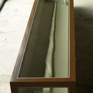 Basel Zoo - Narwhal horn (Sauter Garden)