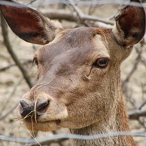 Safari Niagara - June 9th