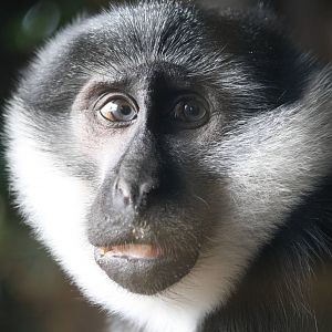 L'hoest Monkey 29 November 2009