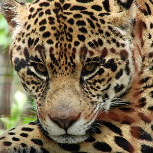 Safari Niagara - June 9th