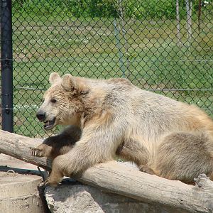 Safari Niagara - June 9th