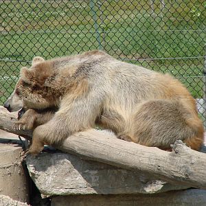 Safari Niagara - June 9th