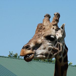 Safari Niagara - June 9th