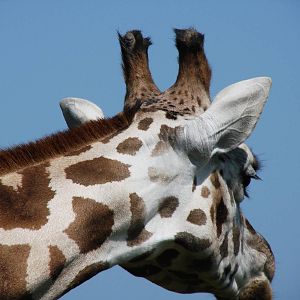 Safari Niagara - June 9th