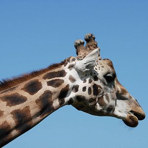 Safari Niagara - June 9th