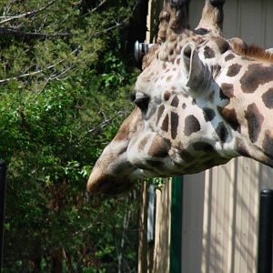 Safari Niagara - June 9th