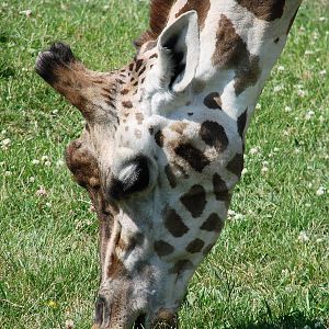 Safari Niagara - June 9th