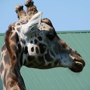 Safari Niagara - June 9th