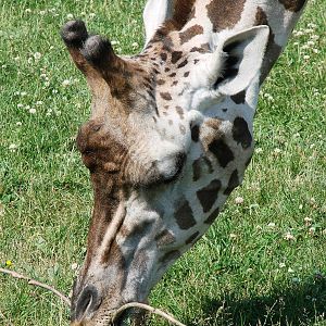 Safari Niagara - June 9th