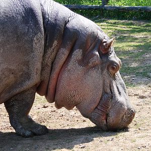 Safari Niagara - June 9th