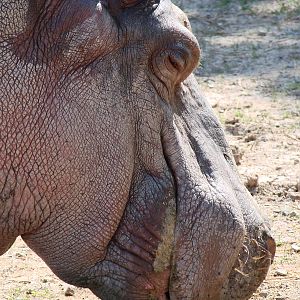 Safari Niagara - June 9th