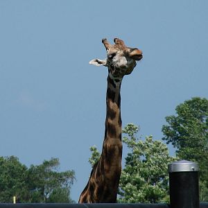 Safari Niagara - June 9th