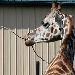 Safari Niagara - June 9th